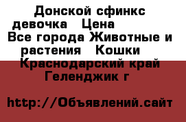 Донской сфинкс девочка › Цена ­ 15 000 - Все города Животные и растения » Кошки   . Краснодарский край,Геленджик г.